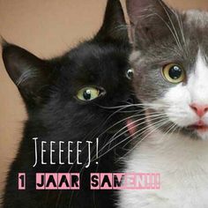 two black and white cats with captioning in spanish for each one's own