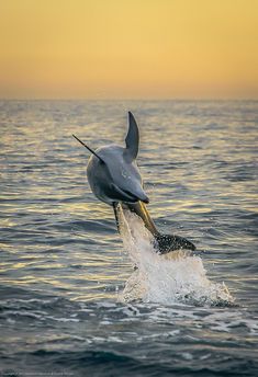 a dolphin jumping out of the water at sunset