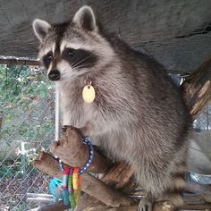 a raccoon sitting on top of a tree branch next to a toy bear