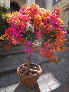 a potted plant filled with lots of colorful flowers on top of a stone walkway