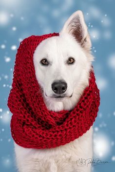 a white dog wearing a red knitted scarf and looking at the camera with snowflakes in the background