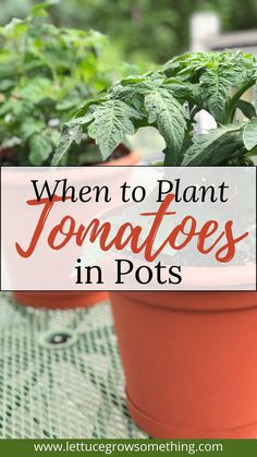 how to grow tomatoes in pots Best Tomatoes To Grow, When To Plant Tomatoes, Lush Patio, Potted Tomato Plants, Patio Vegetable Garden, Tomato Planting, Lettuce Grow, Tomatoes In Pots, Plant Tomatoes