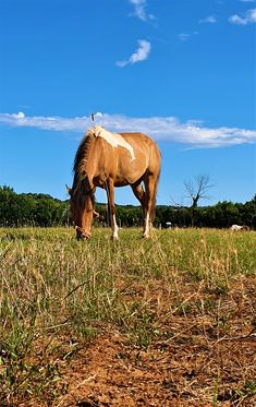 a horse grazing on grass in a field with blue sky and clouds behind it,