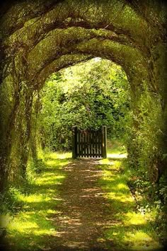 an archway in the middle of a lush green forest filled with trees and grass, leading to a wooden bench