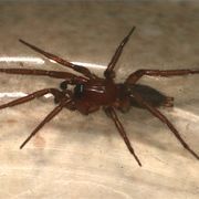 a brown spider sitting on top of a metal bowl