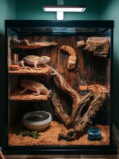 a display case with an animal in it's habitat and other items on the shelves