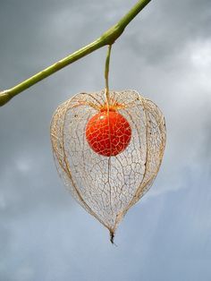 a red berry hanging from a leaf on a tree branch with cloudy sky in the background