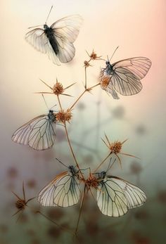 Black-Veined White Butterflies Anita Sadowska Photography, Transparent Butterfly, Reptiles And Amphibians, White Butterfly, Dragonflies, Amphibians, Beautiful Butterflies, Macro Photography, 그림 그리기