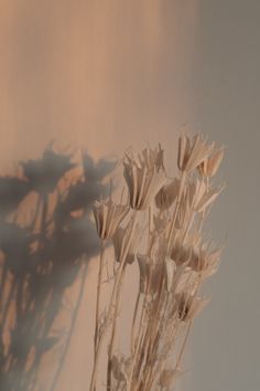 dried flowers are in a glass vase on a table with the shadow of a wall behind them