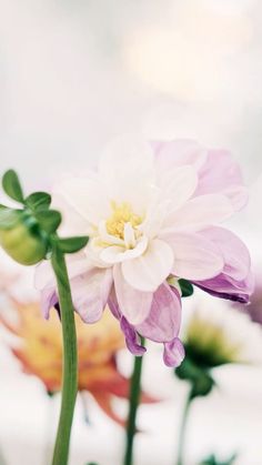 a close up of flowers in a vase