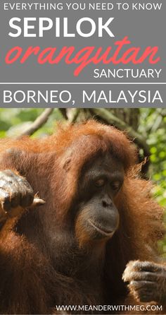 an orangutan with text overlay that reads everything you need to know about seplok, the orangutan sanctuary in borreo, malaysia