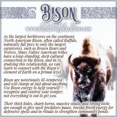 bison information card with an image of the bison