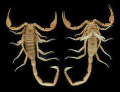 two scorpions are shown on a black background