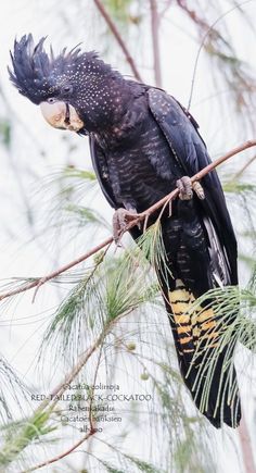 a large black bird perched on top of a tree branch with pine cones in its beak