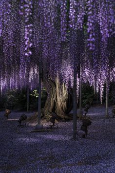 purple wisters are growing on the trees