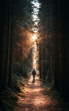 a person walking down a path in the middle of a forest with sunbeams