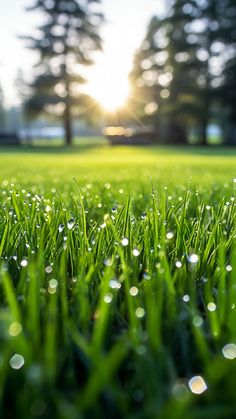 the grass is covered with water droplets in front of some trees on a sunny day