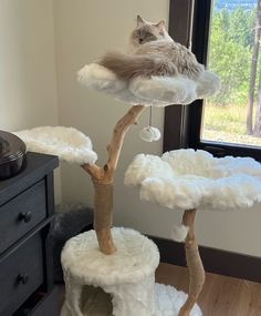 a cat sitting on top of a tree in the middle of a room with a window