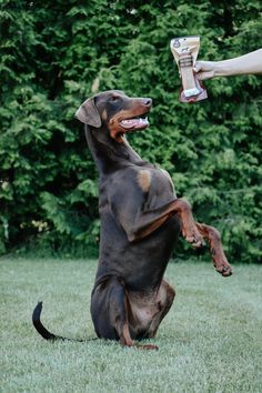 a dog that is standing on its hind legs with a bottle in it's mouth