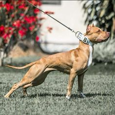 a brown dog on a leash standing in the grass