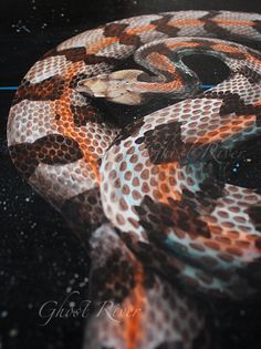 a close up of a snake on a black surface with orange and white circles around it