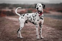 a dalmatian dog standing on top of a dirt field