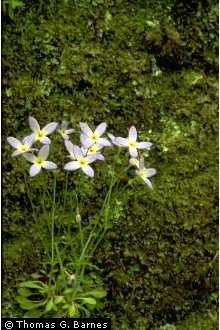 three white flowers are growing in the moss