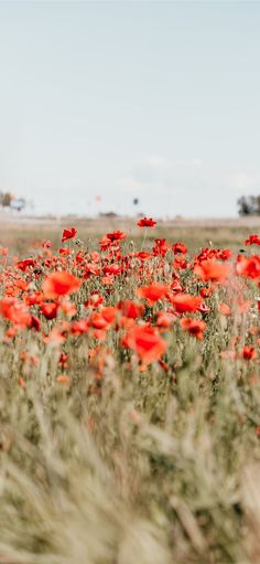 a large field full of red flowers on a sunny day