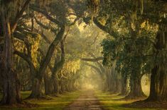 a dirt road surrounded by trees covered in spanish moss and hanging from the tops of large trees