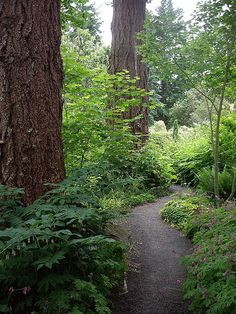 a path in the middle of a lush green forest