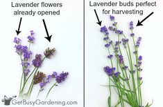 lavender flowers are labeled with the names and their corresponding parts to which one is for harvesting