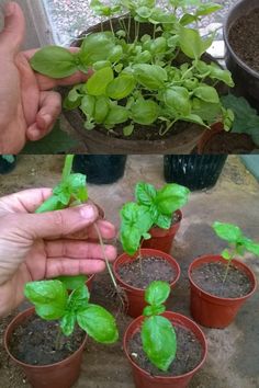 the hands are holding small plants in pots