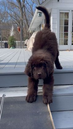 a brown dog standing on top of a porch