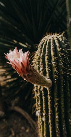 a pink flower on the tip of a cactus