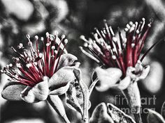 two red flowers in black and white greeting card