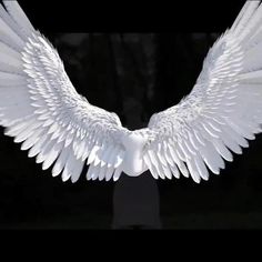 a white bird with wings spread out in front of a black background and the back side of it's body