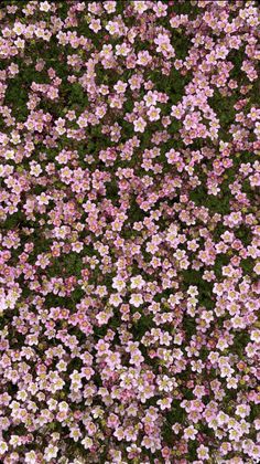 pink and white flowers in the grass