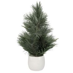 a small pine tree in a white ceramic pot on a white background with clippings