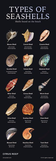 Here are 15 beautiful shell species, including commonly found seashells, and some of the most rare types of seashells you might be lucky enough to find. Shell Names, Types Of Seashells, Seashell Identification, Types Of Shells, Sea Snail, Marine Biologist, Nautilus Shell, Sea Witch, Oceanography