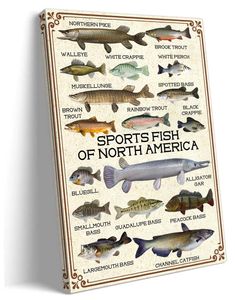 a book with different types of fish on it's cover and the title sport's fish of north america