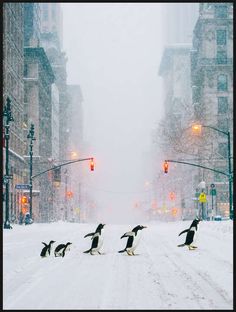 several penguins crossing the street in front of traffic lights on a snowy day with no one around them