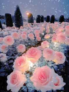 pink roses are in the middle of a field with snow falling on them and trees