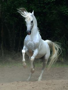 a white horse is galloping in the dirt