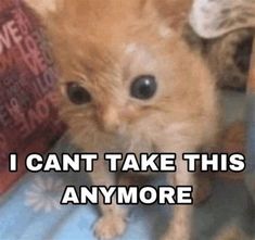 a small brown dog sitting on top of a bed next to a stuffed animal and caption that reads, i can't take this anymore