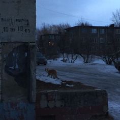 a cat standing on the side of a snow covered road next to a parking lot