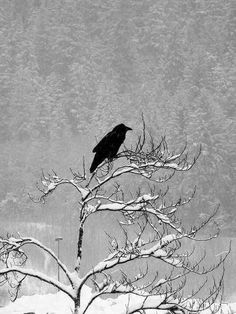 a black bird sitting on top of a tree branch in the snow with trees behind it