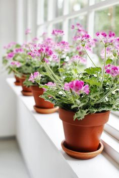 small potted flowers are lined up on the window sill