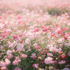 a field full of pink and white flowers