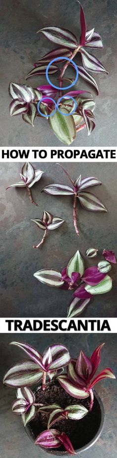 two pictures with plants in them and the words how to propagate tradescantia