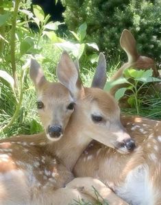 two young deer are laying down in the grass